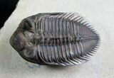 Rare Tower Eyed Erbenochile Trilobite - #7140-4